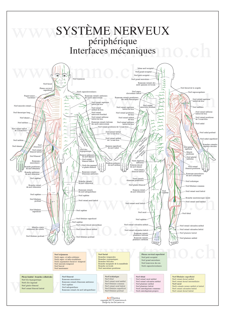 Neuro2.jpg