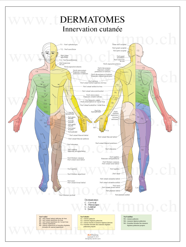 Derma_35%